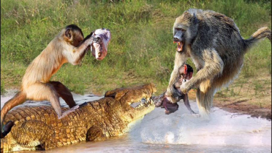 مستند حیات وحش  شکار بچه میمون...