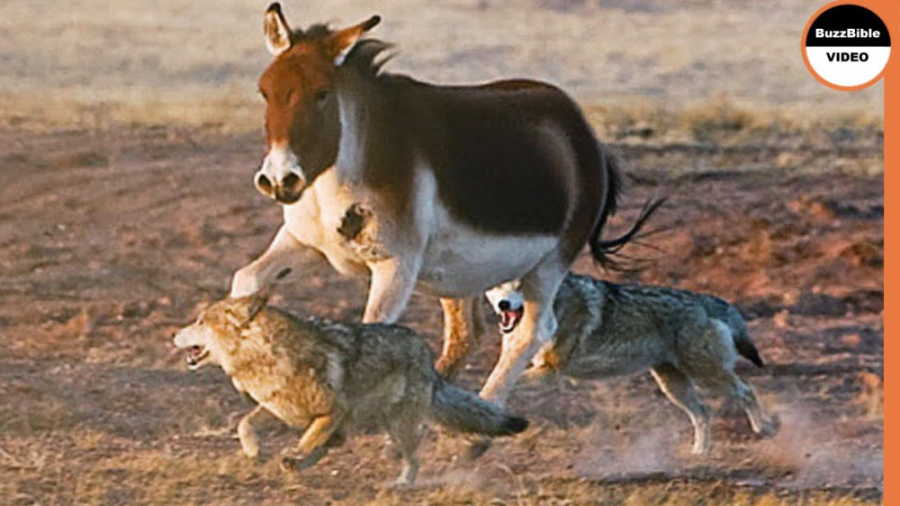 قدرت الاغ : این خرها می توانند...