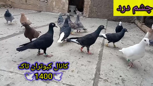 مریضی های کبوترا و توضیحات لاز...