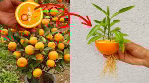 روشی بسیار منحصر به فرد برای ر...