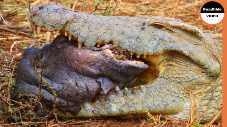 تمساح بی رحمانه یک اسب آّبی را...