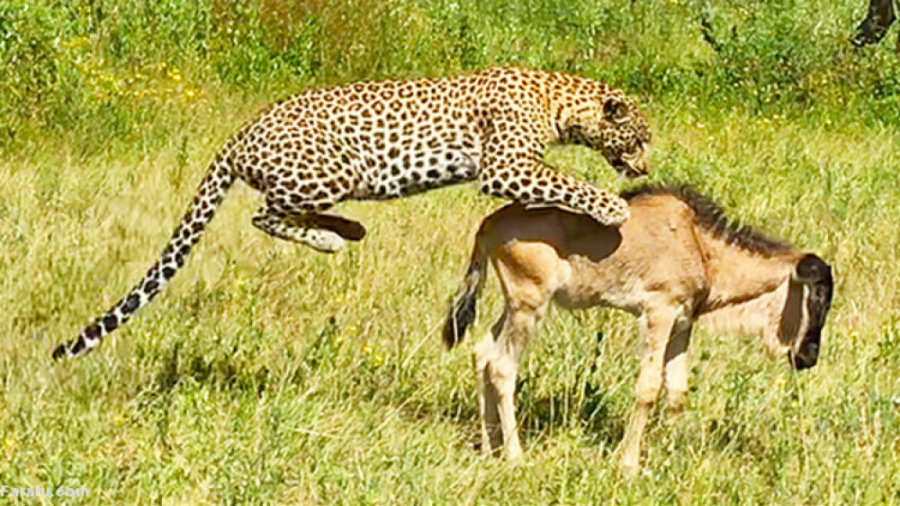 پلنگ 13 ساله گرسنه، آنتلوپ را...