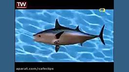 کارتون باب اسفنجی