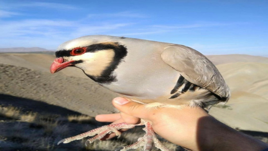 کلیپی بسیار زیبا از شکار کبک ب...