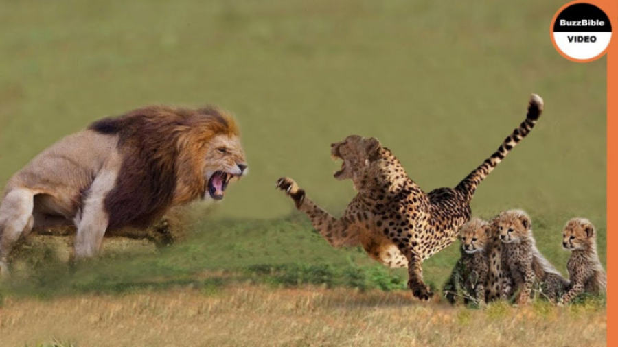 حمله توله یوزپلنگ توسط Vicious...