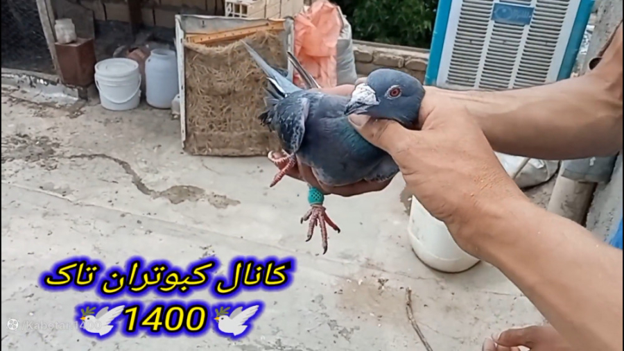 غریب گیری داداش یوسف