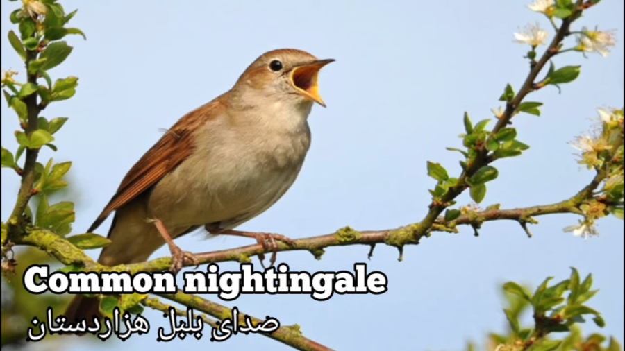 Common nightingale sound - لبل هزاردستان