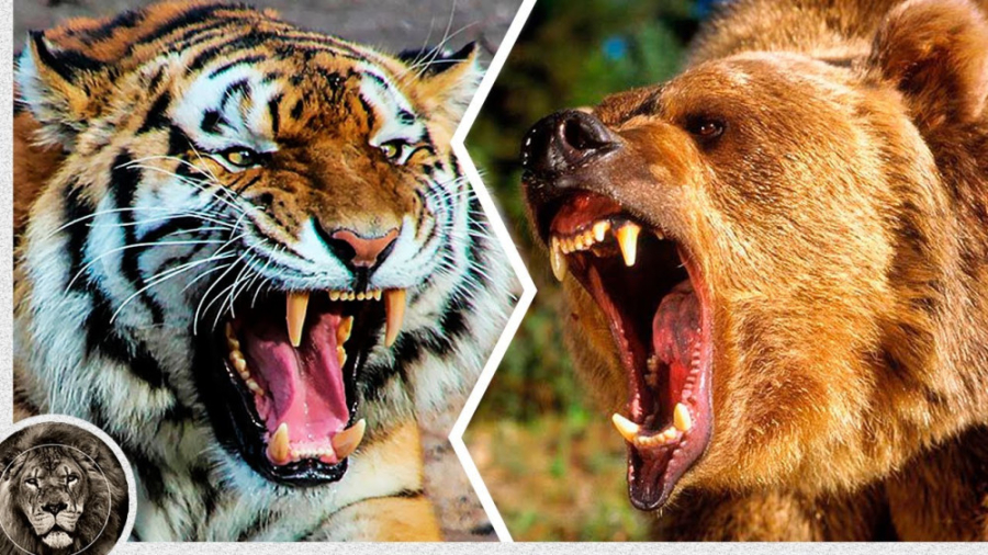 ببر آمور در مقابل خرس قهوه ای...