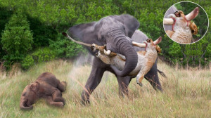 تلاش فیل برای انتقام از شیر آه...