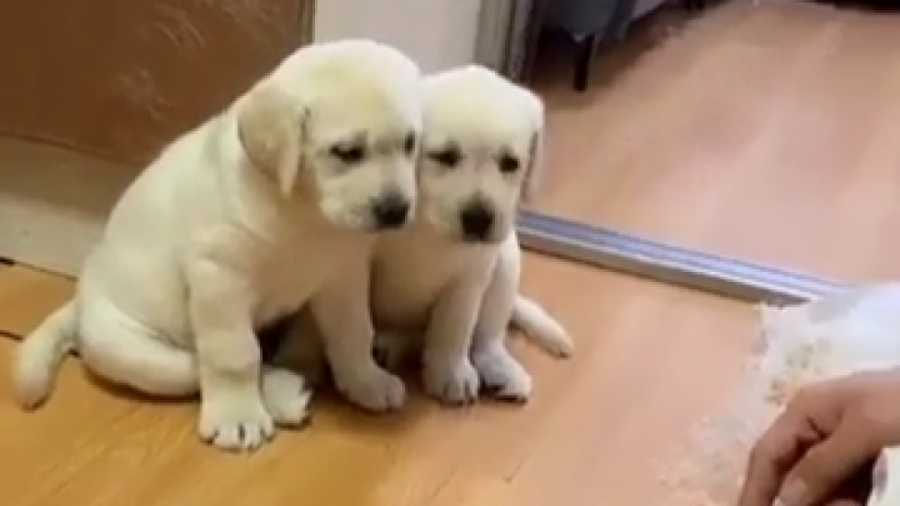 عشق سگ مادر به توله هاش