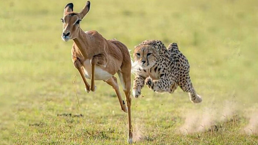 دنیای حیات وحشی  شکار با سرعت...