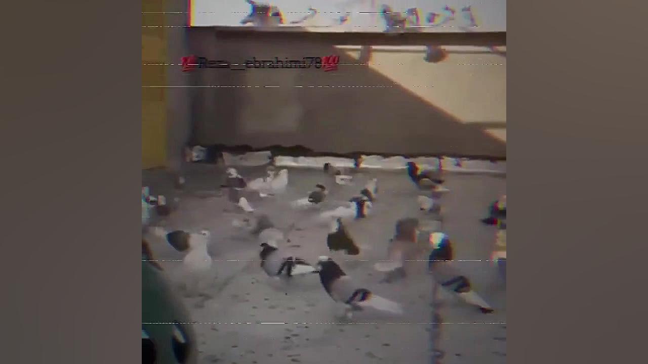 عشق به کبوتر