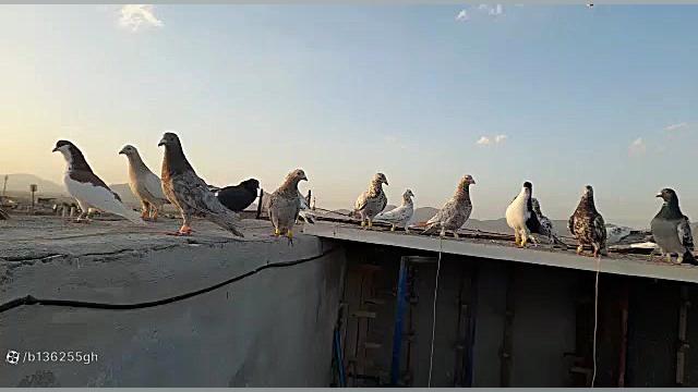 کفتر بازی ورنامخواست