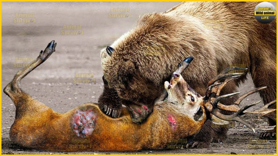 لحظات باورنکردنی خرس ها  حملات...