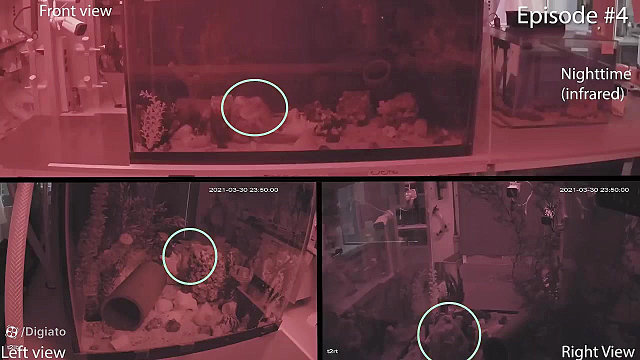 واکنش احتمالی یک هشت‌پا پس از...