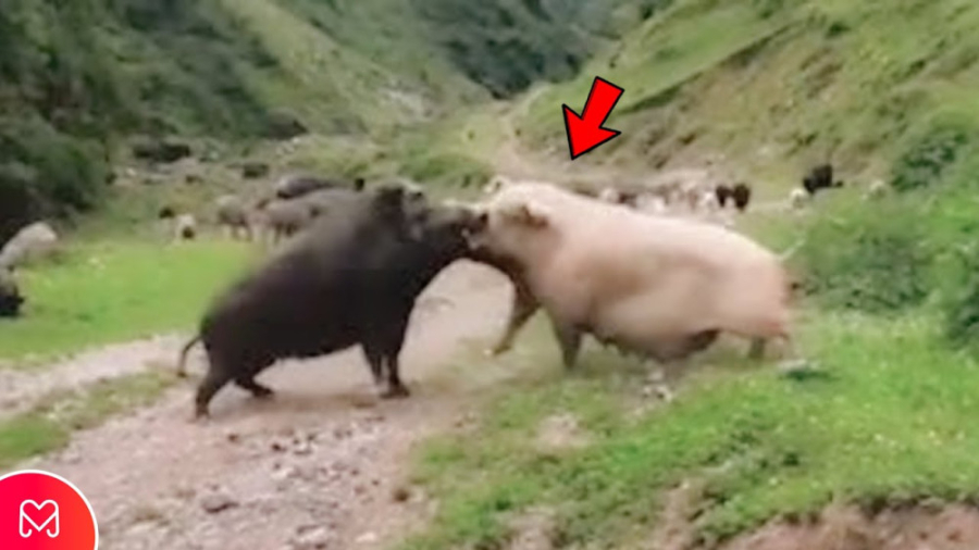 گراز به حیوان اشتباه قدرتمند ح...