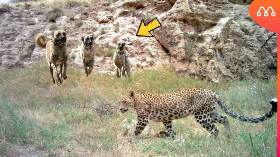 حمله غافلگیرانه سگ ها به پلنگ...