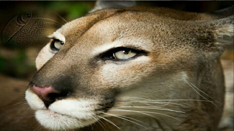 مستندی زیبا از حیات وحش  سماجت...