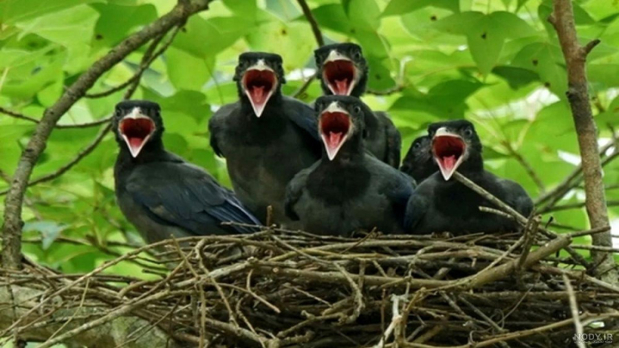 جوجه کلاغ بیرون افتاده از لانه...