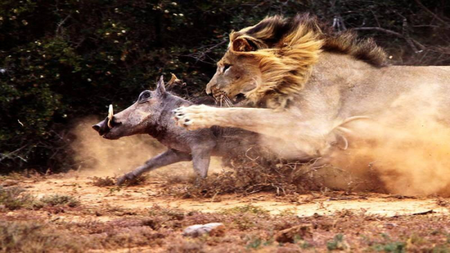 حیات وحش  مستند از شکار گراز و...