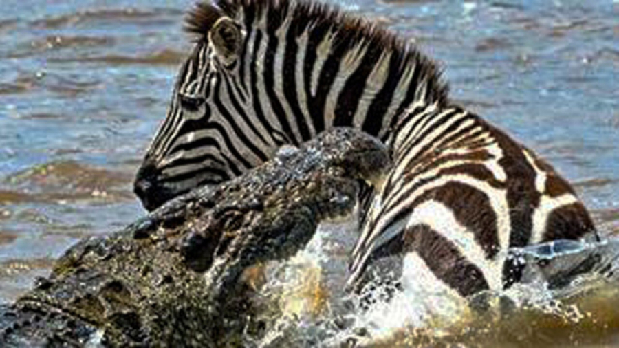 حیات وحش  تلاش بی نتیجه گور خر...