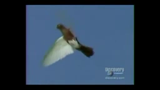 کبوتر بسیار زیباپرواز در هوا