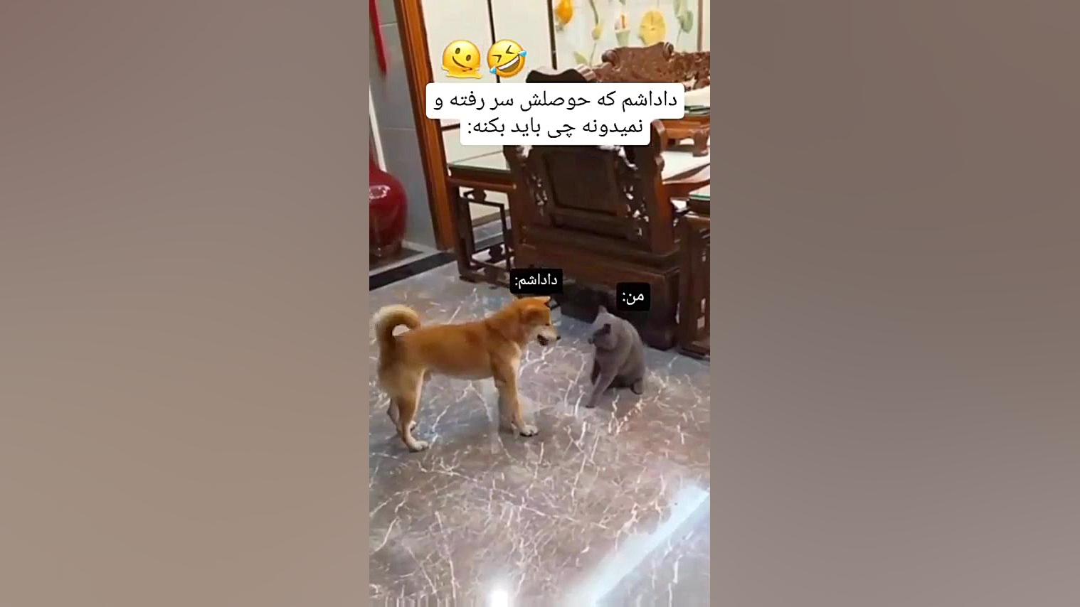 وقتی داداشم حصلش سر میره