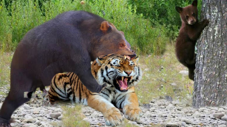 حیات وحش  نبرد ببر با خرس  نبر...