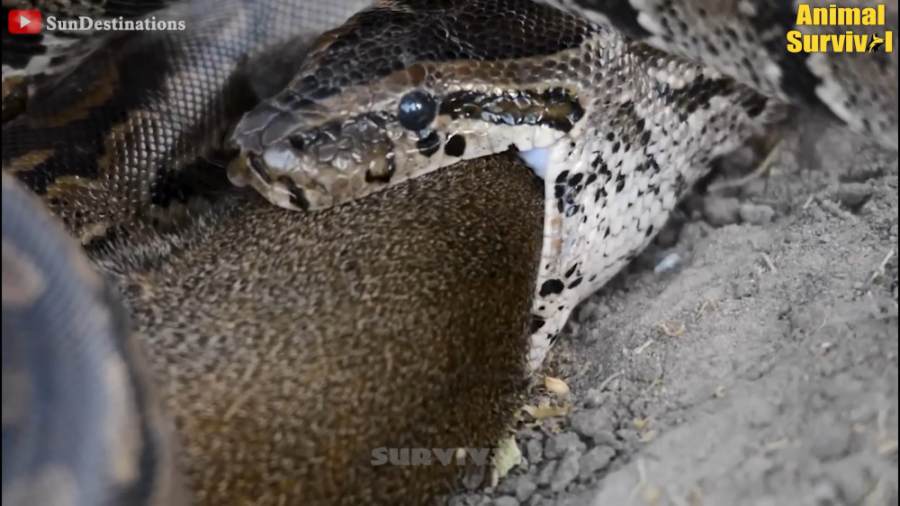 نبرد حیوانات وحشی ، پیتون و بل...