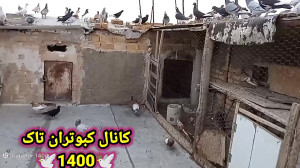 نمایشی از زدوخورد کردن کبوترام...