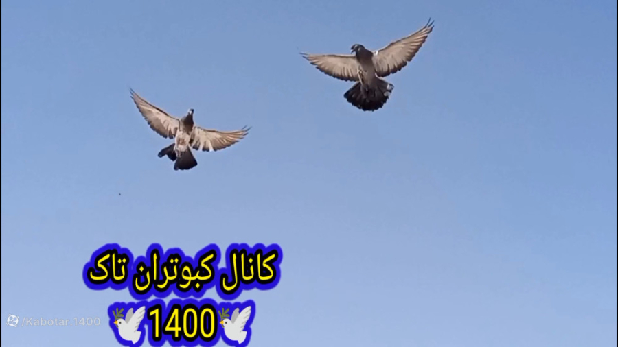 پرواز کبوتر تهرانی تازه جلد (...
