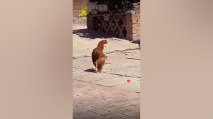 طنز وقتی مرغ مشروب می خوره