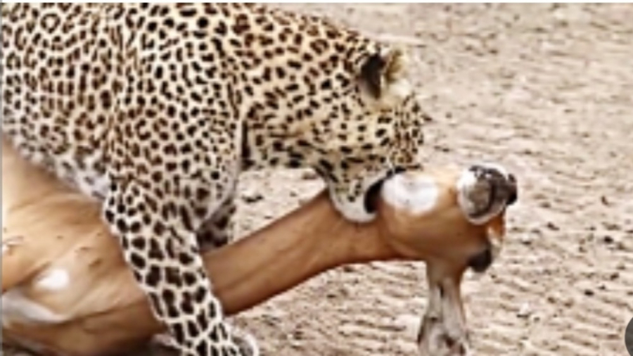 حیات وحش  شکار بسیار قدرتمند آ...