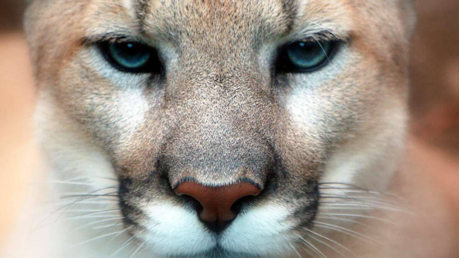 حیات وحش  شکار موفق و بی&zwnj;...