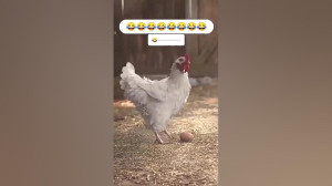 از قدیم گفتن فوتبال از مرغ یاد...