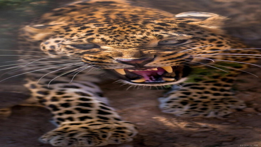 حیات وحش  جنگ و گریز حیوانات و...