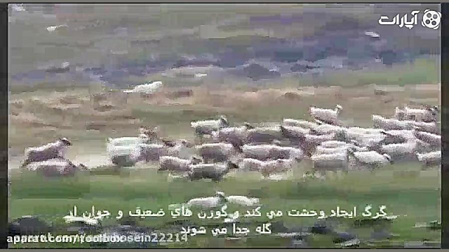 کیلیپی فوق العاده از حمله گرگ...