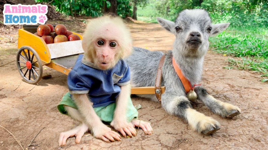 میمون کوچولو بز را برای برداشت...