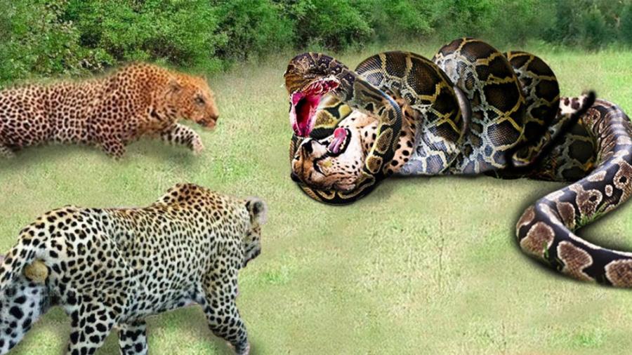 باور نکردنی! انتقام وحشتناک پا...