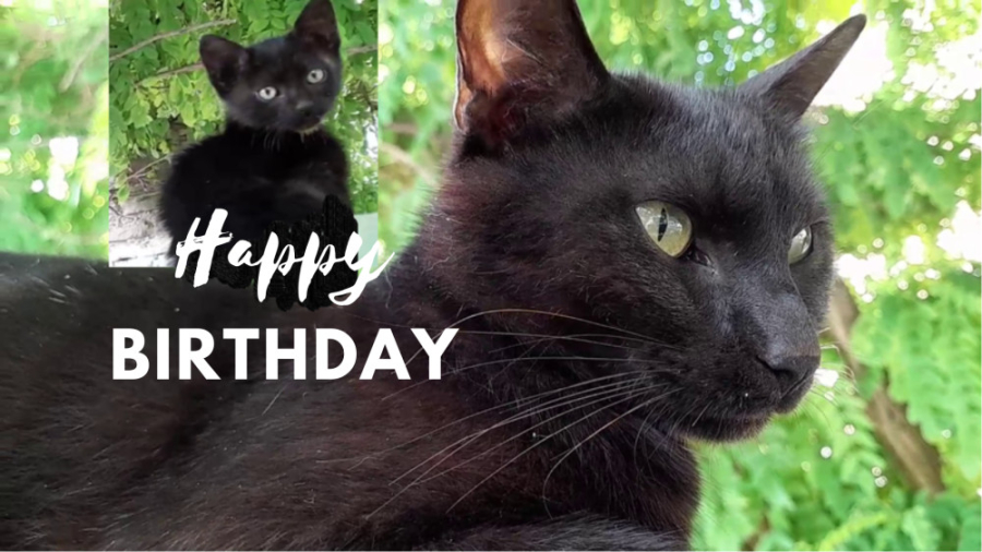 تولد 3 سالگی کانال جیرجیرک با...