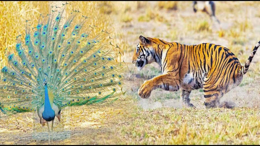 حمله ببر و آن طاووس وحشی را می...