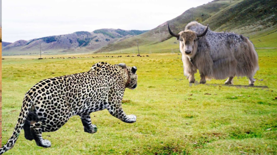 حیوانات با حریف قدرتمند و قوی...