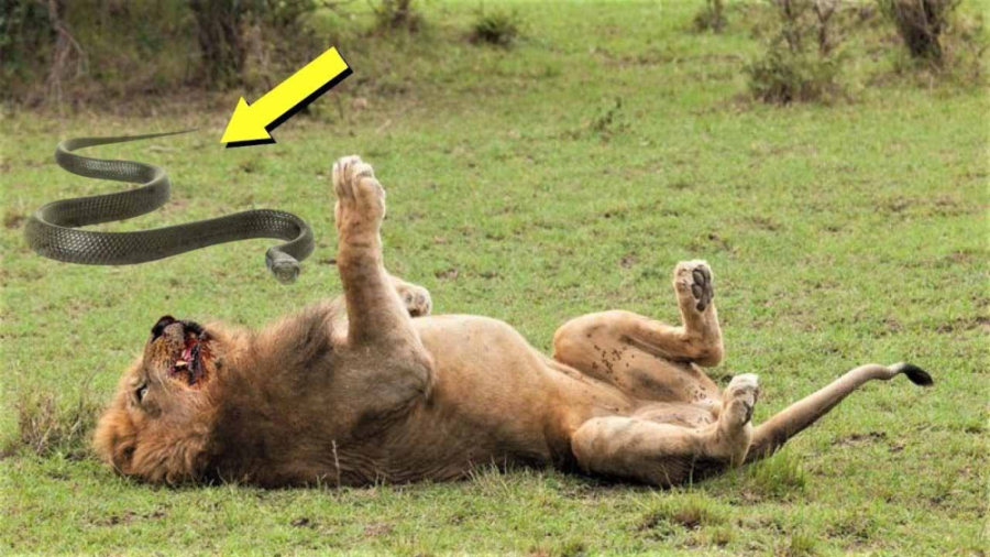 پایان تلخ شیر! حمله مار های سم...