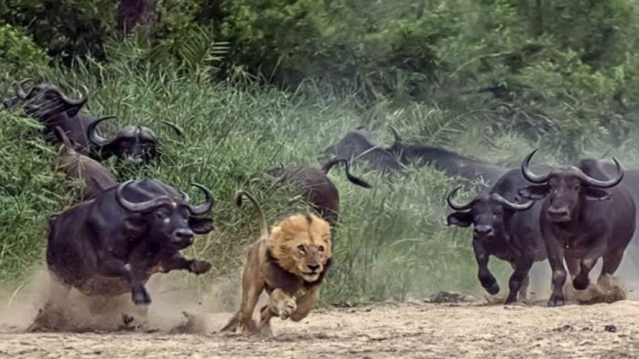 حیات وحش  حمله گاو میش ها به ش...