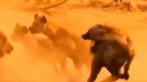 حیات وحش  مبارزه و نبرد بین شی...