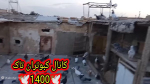 نمایشی از پریدن کبوتر تهرانی ج...