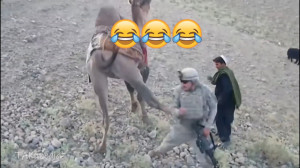 شتر افغانستانی و نظامی آمریکای...
