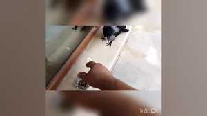 مراقبت از جوجه پرندگان