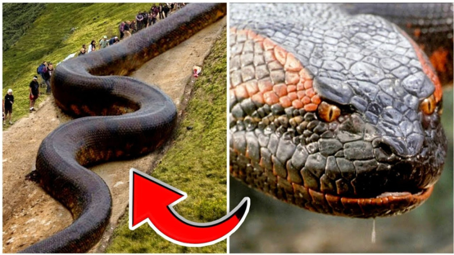 حیوانات حیات وحش :: 5 تا از بز...