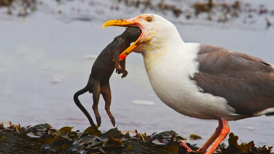 حیوانات در مقابل جوندگان | عقا...